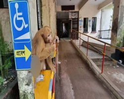 বৈদ্যুতিক শকে আহত হয়ে চিকিৎসা নিতে হাসপাতালে বানর!